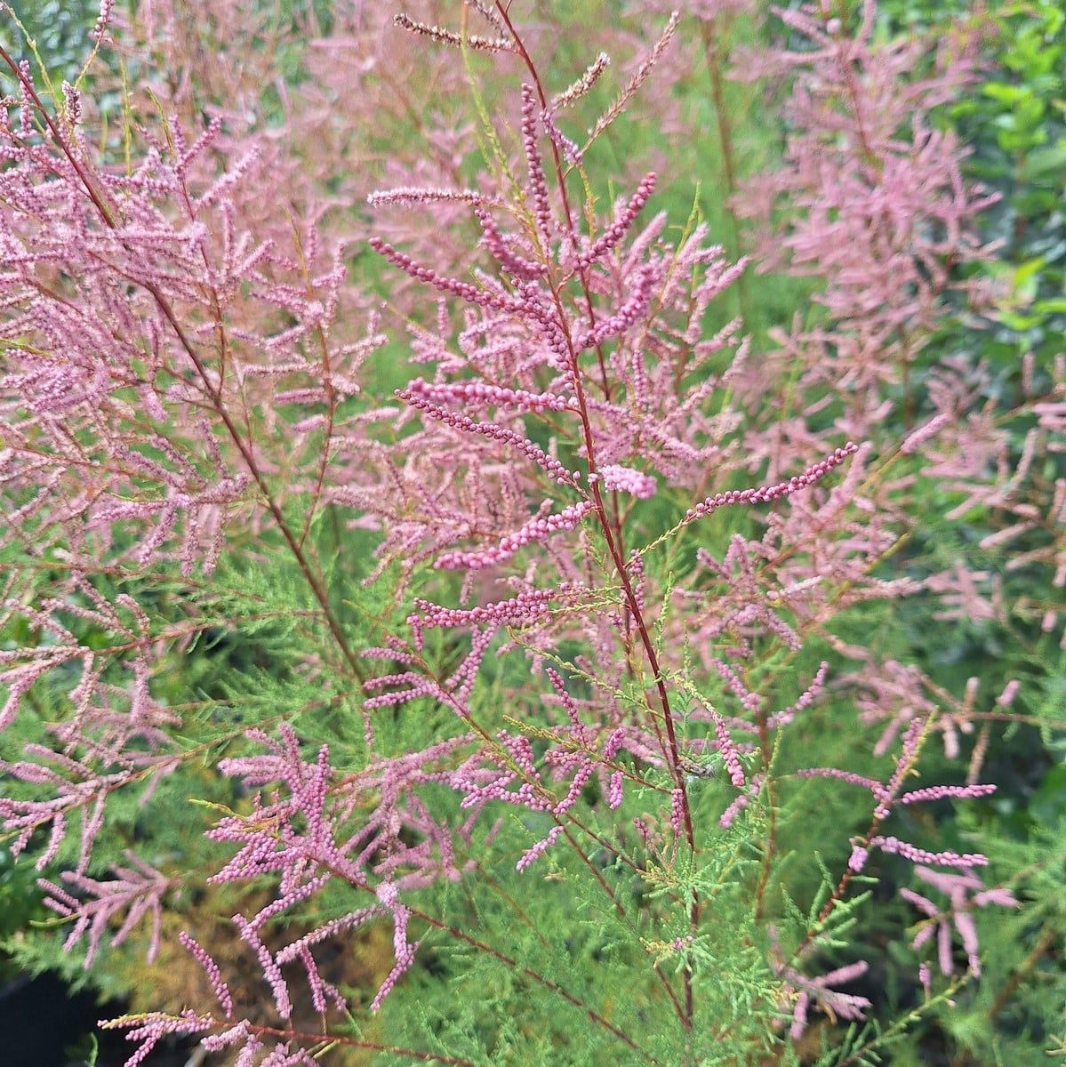 TAMARIX PINK CASCADE (2)-min
