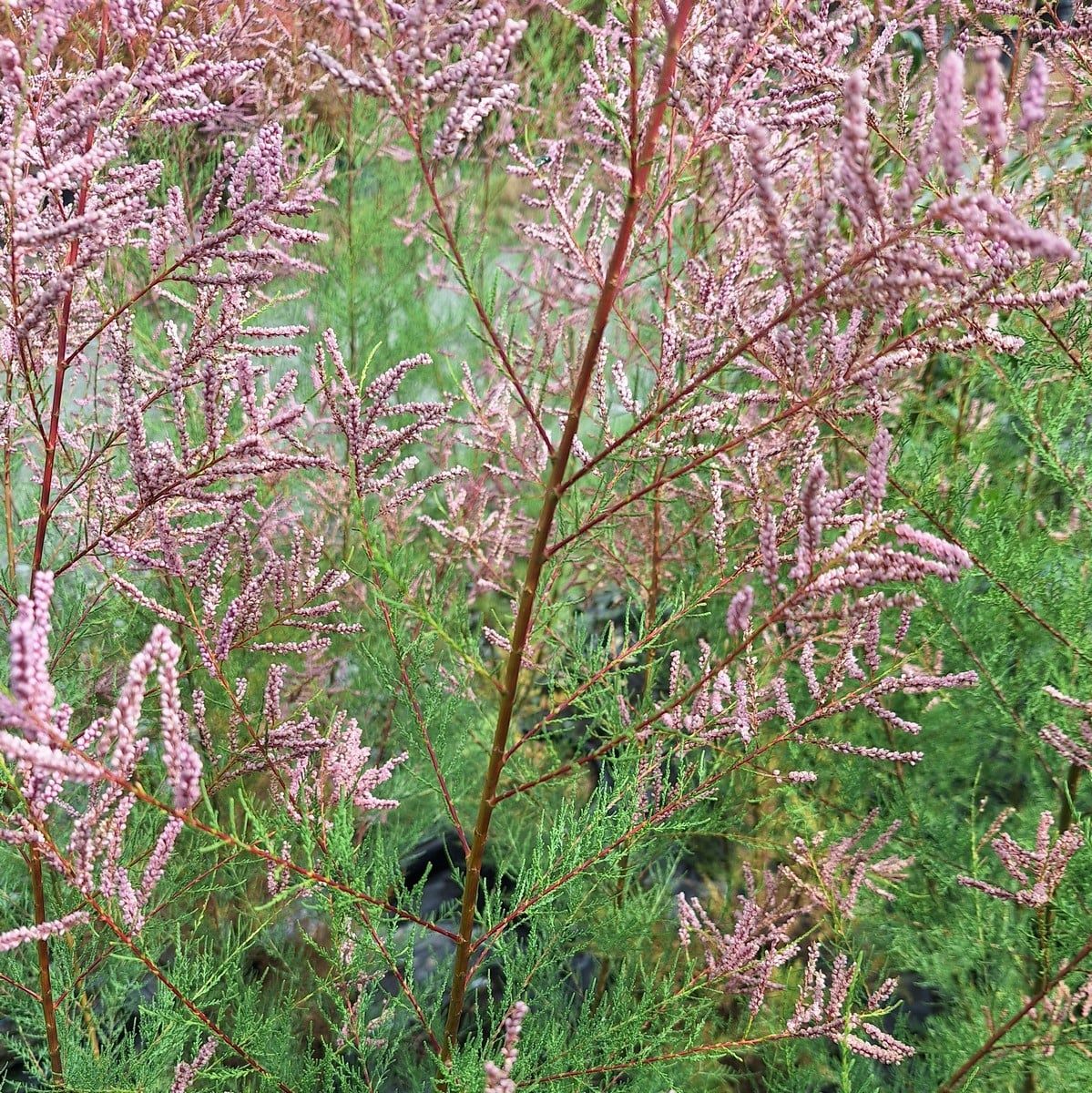 TAMARIX PINK CASCADE-min