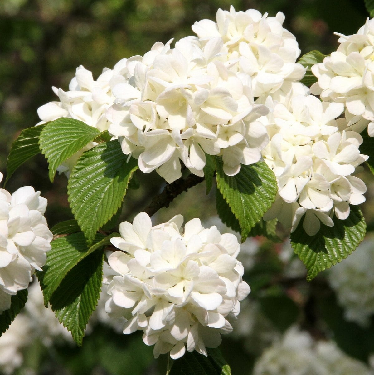 VIBURNUM OPULUS ROSEUM WF-min