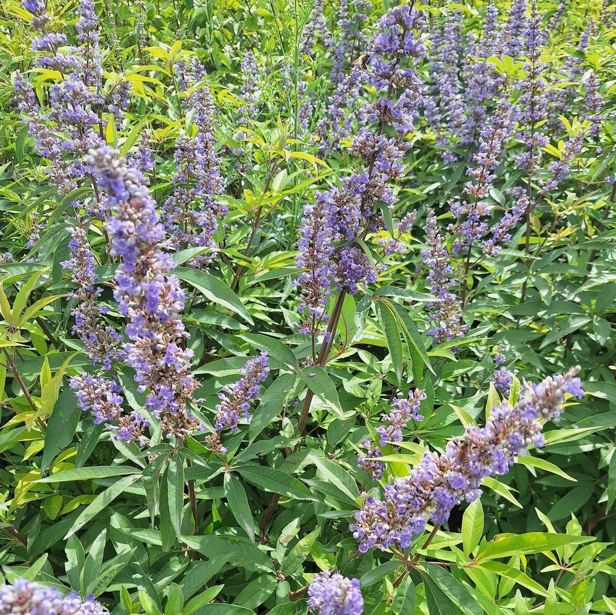 VITEX LATIFOLIA-min