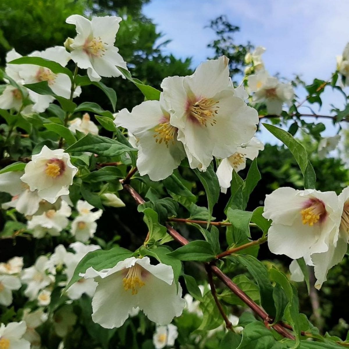 PHILADELPHUS BELLE ETOILE W 2-min