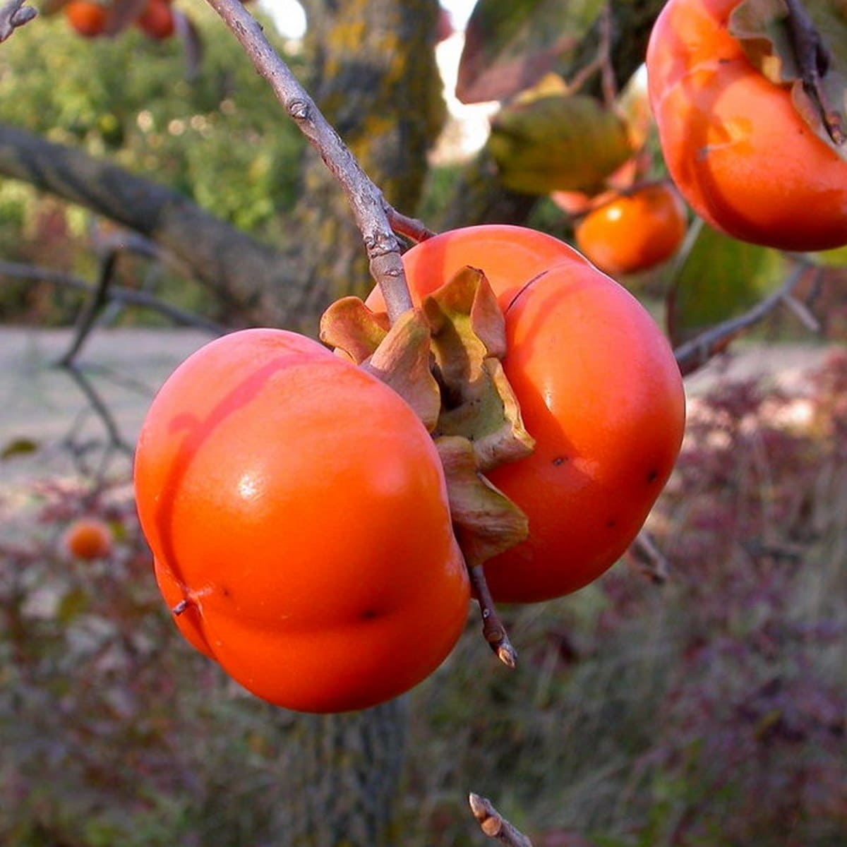KAKI GIANT FUYU WF