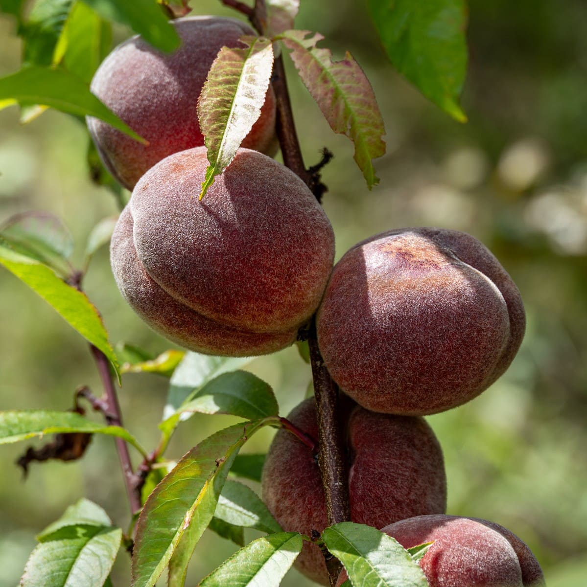 PECHER SANGUINE SAVOIE WF