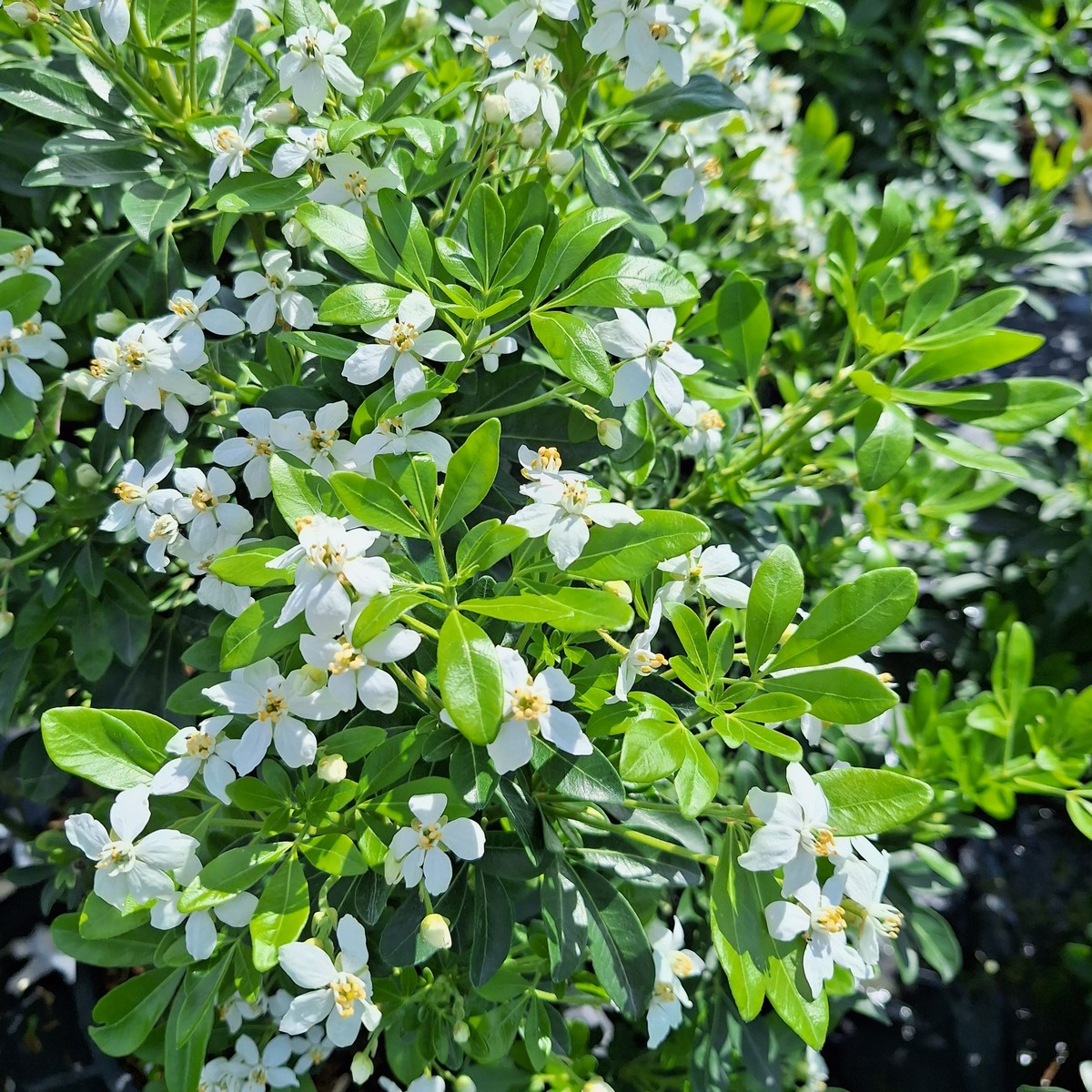 CHOYSIA TERNATA