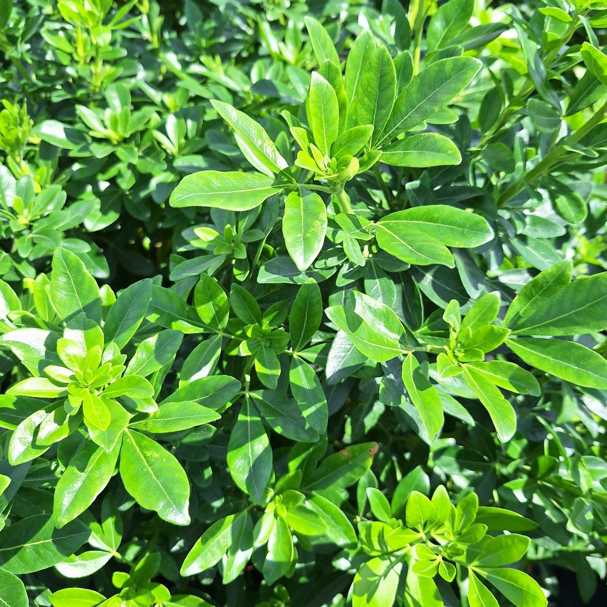 CHOYSIA TERNATA (2)