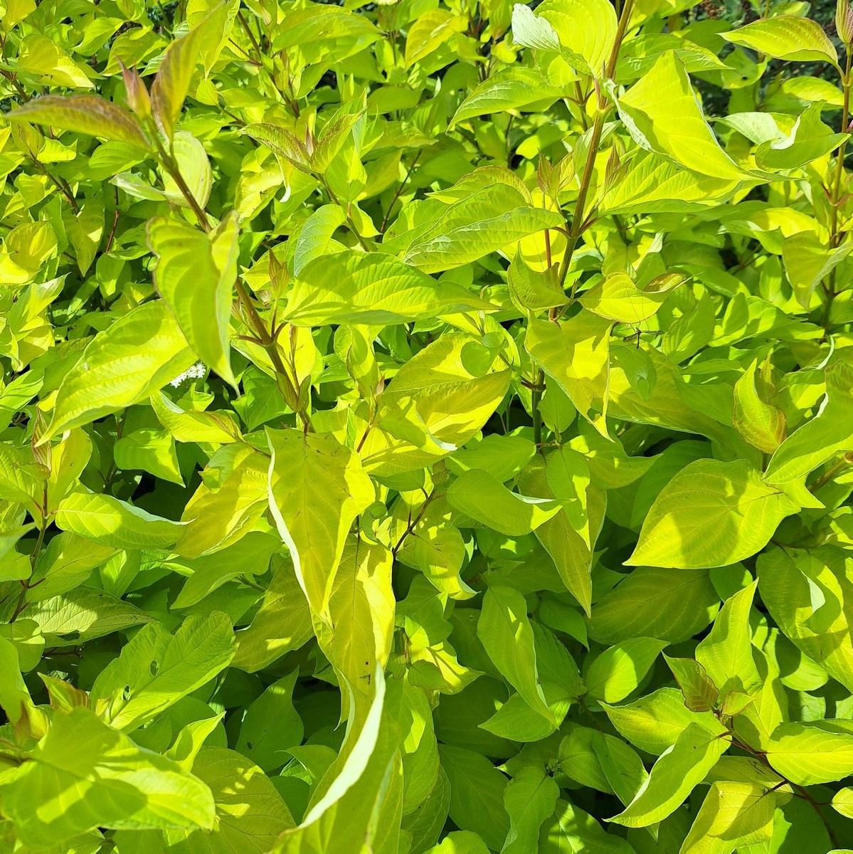 CORNUS ALBA AUREA (2)