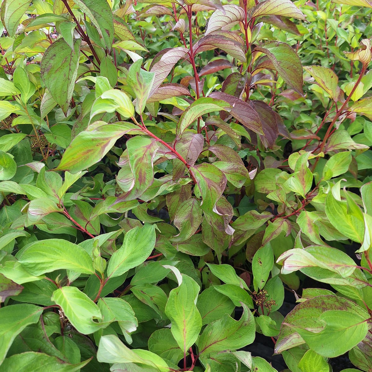 CORNUS BATON ROUGE (2)