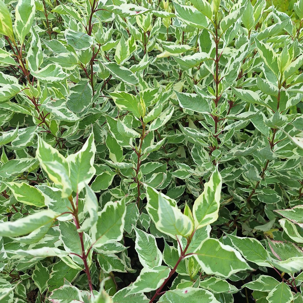 CORNUS ELEGANTISSIMA