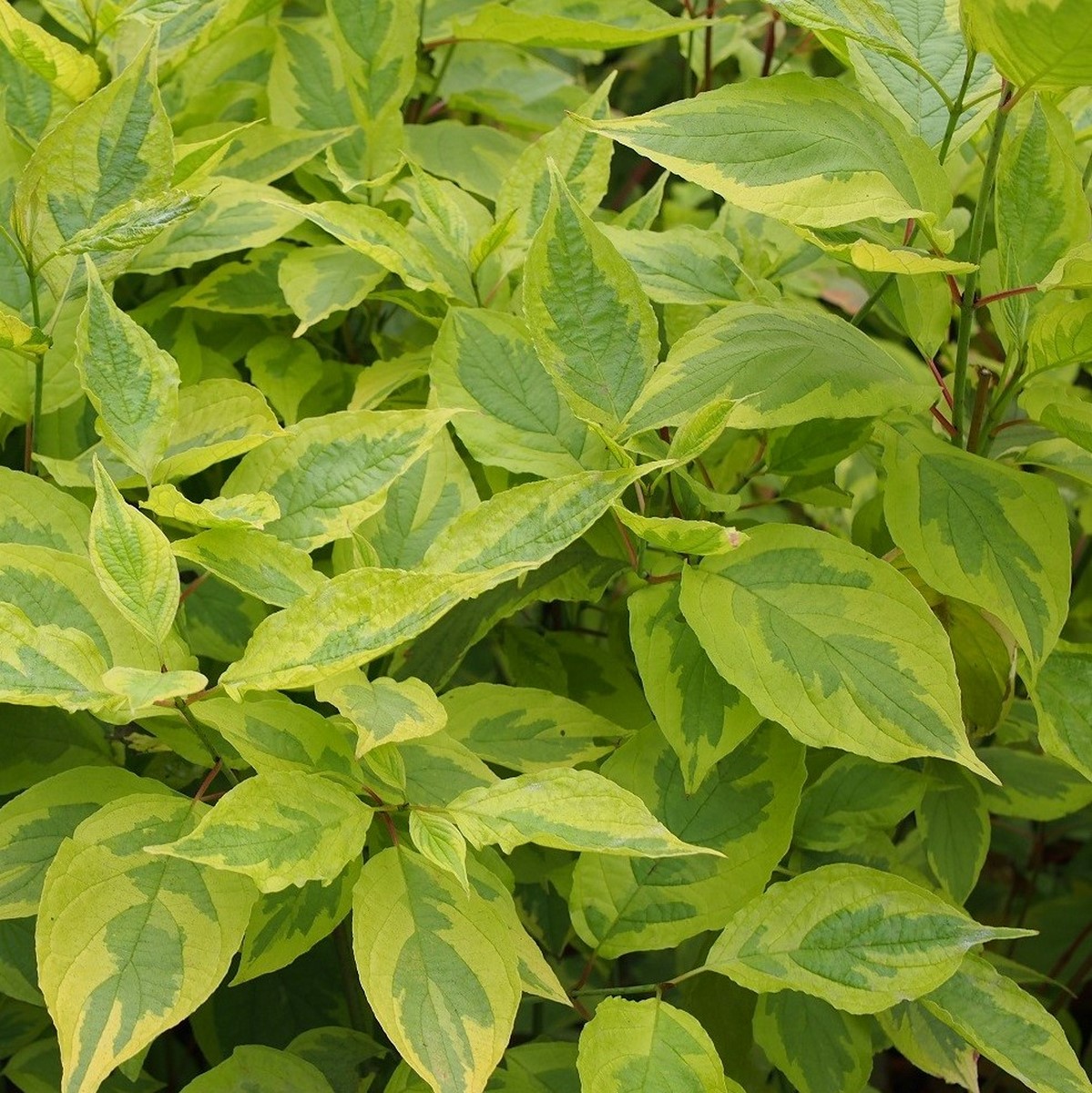 CORNUS GOUCHAULTII W