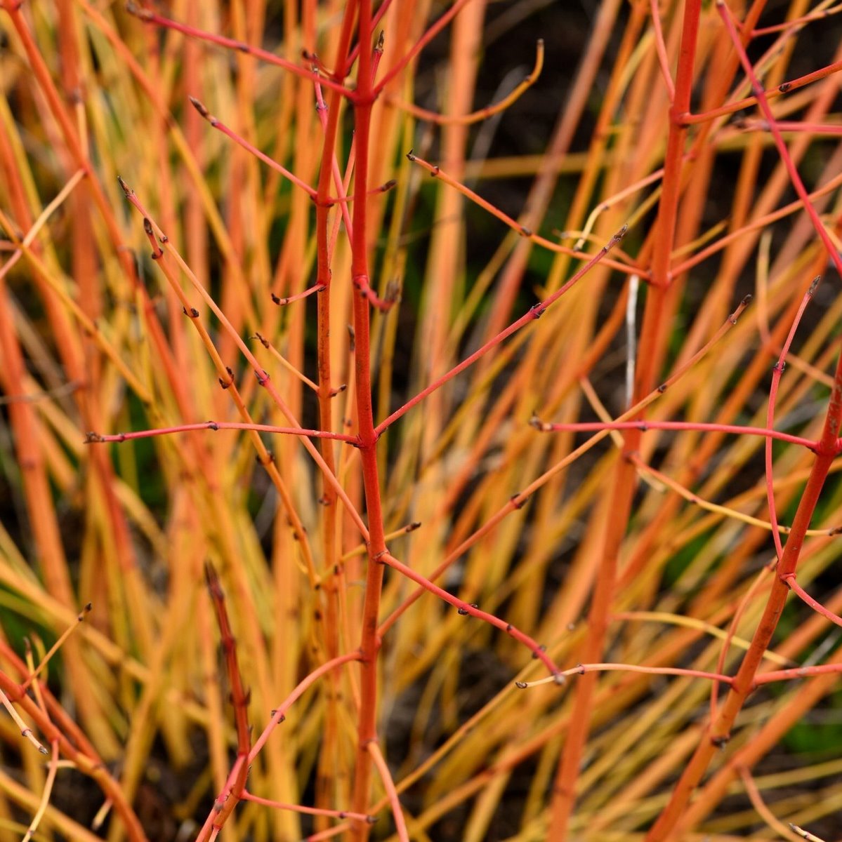 CORNUS MIDWINTER FIRE W