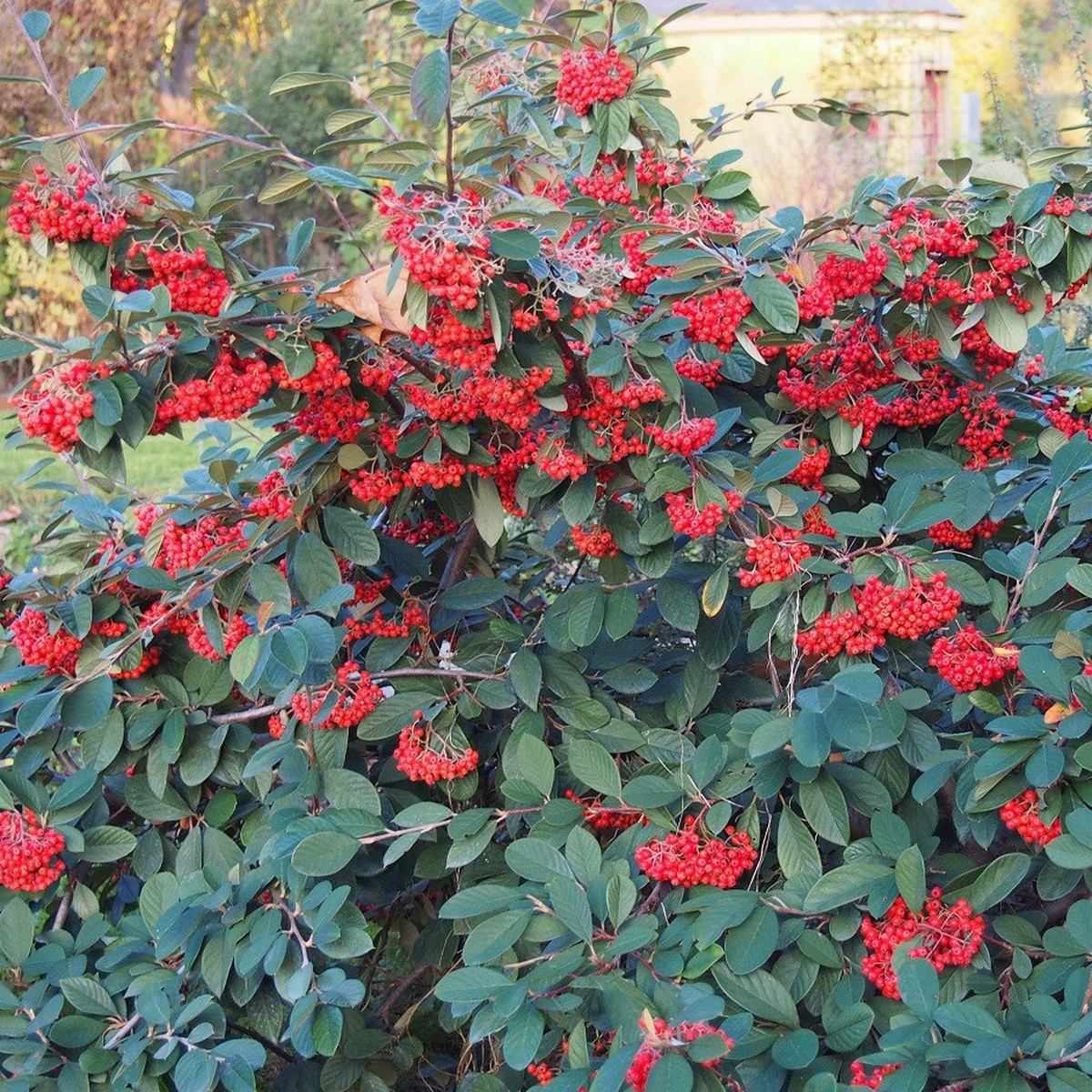 COTONEASTER LACTEUS W