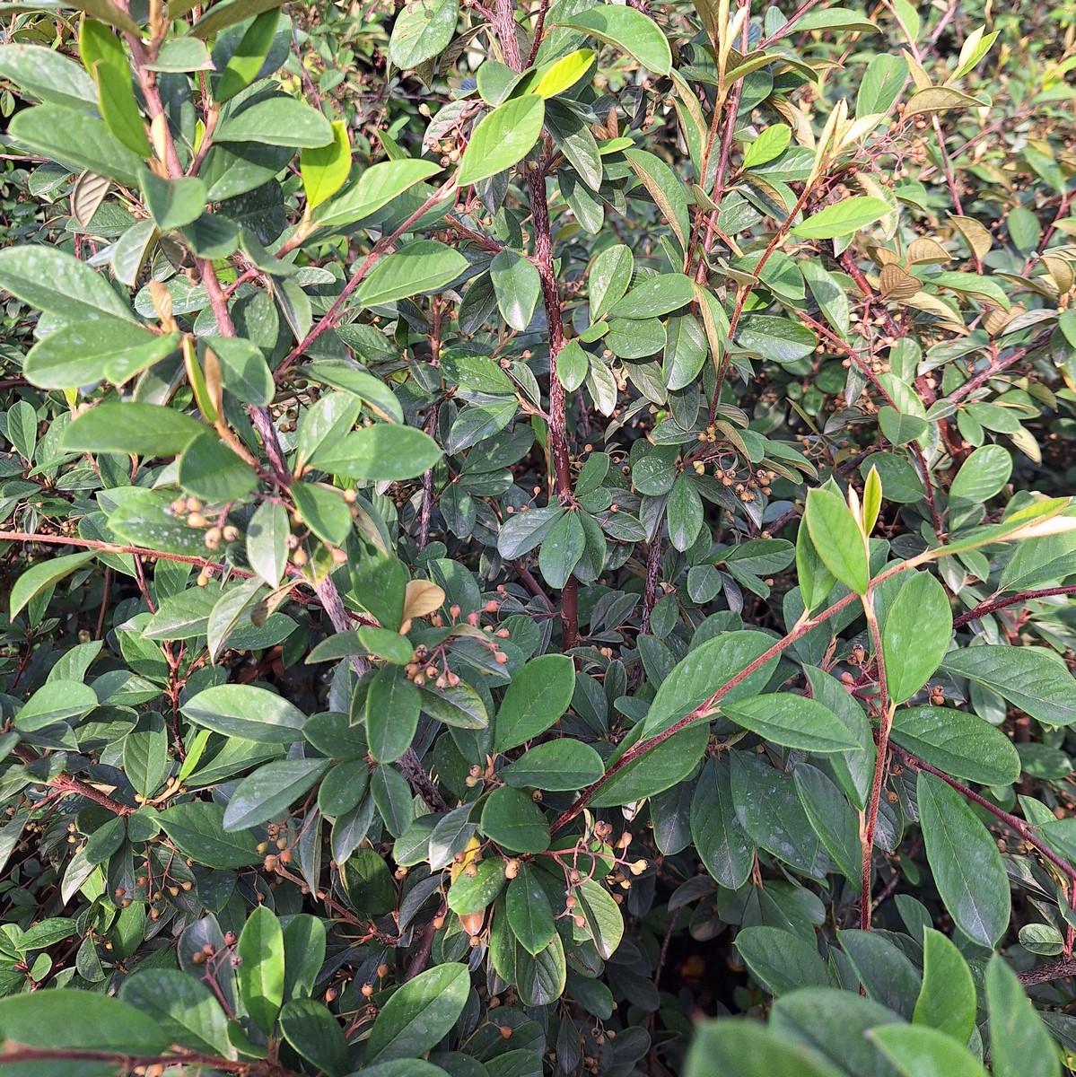 COTONEASTER LACTEUS (2)