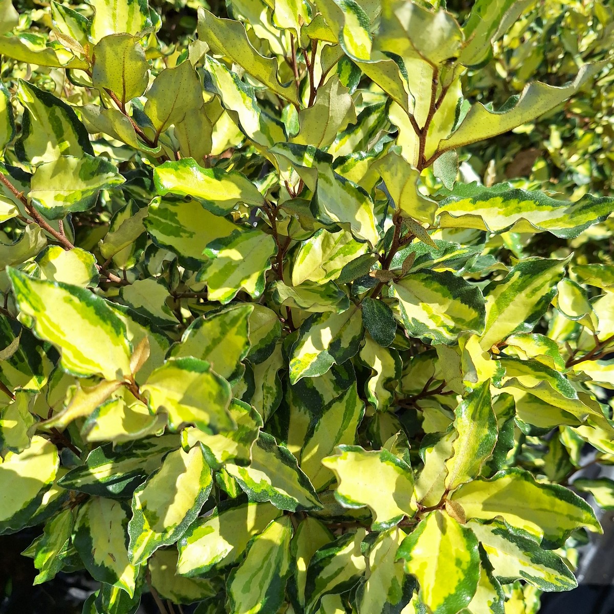 ELAEAGNUS MARYLINE