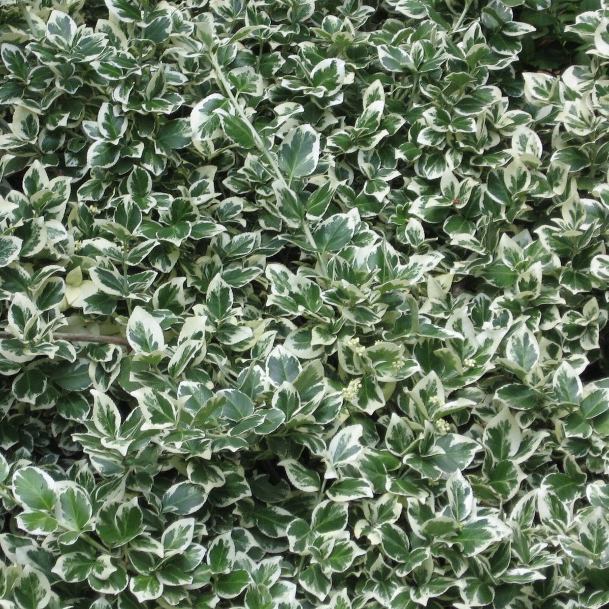 EUONYMUS EMERALD GAIETY 2 W