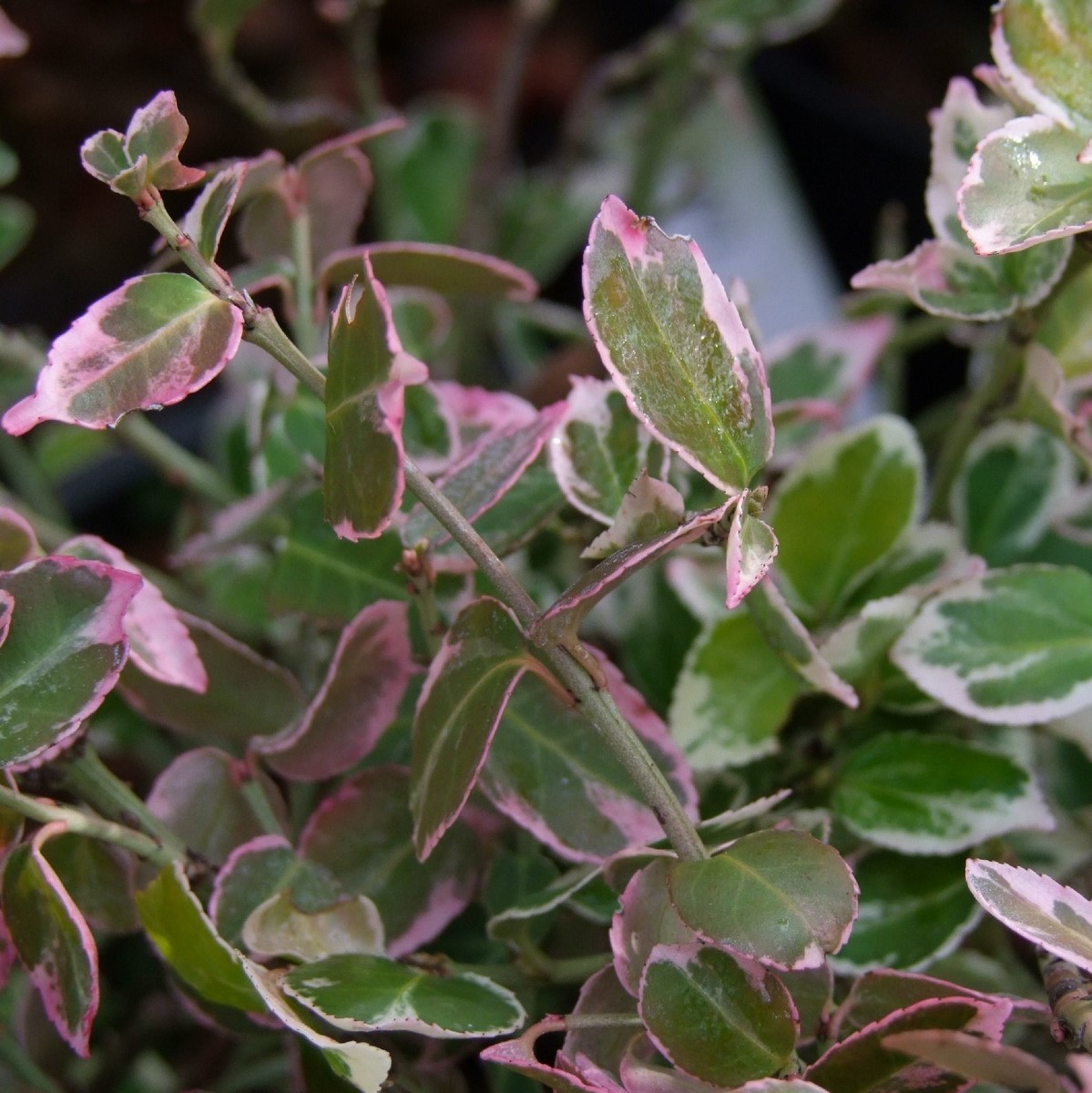 EUONYMUS EMERALD GAIETY W