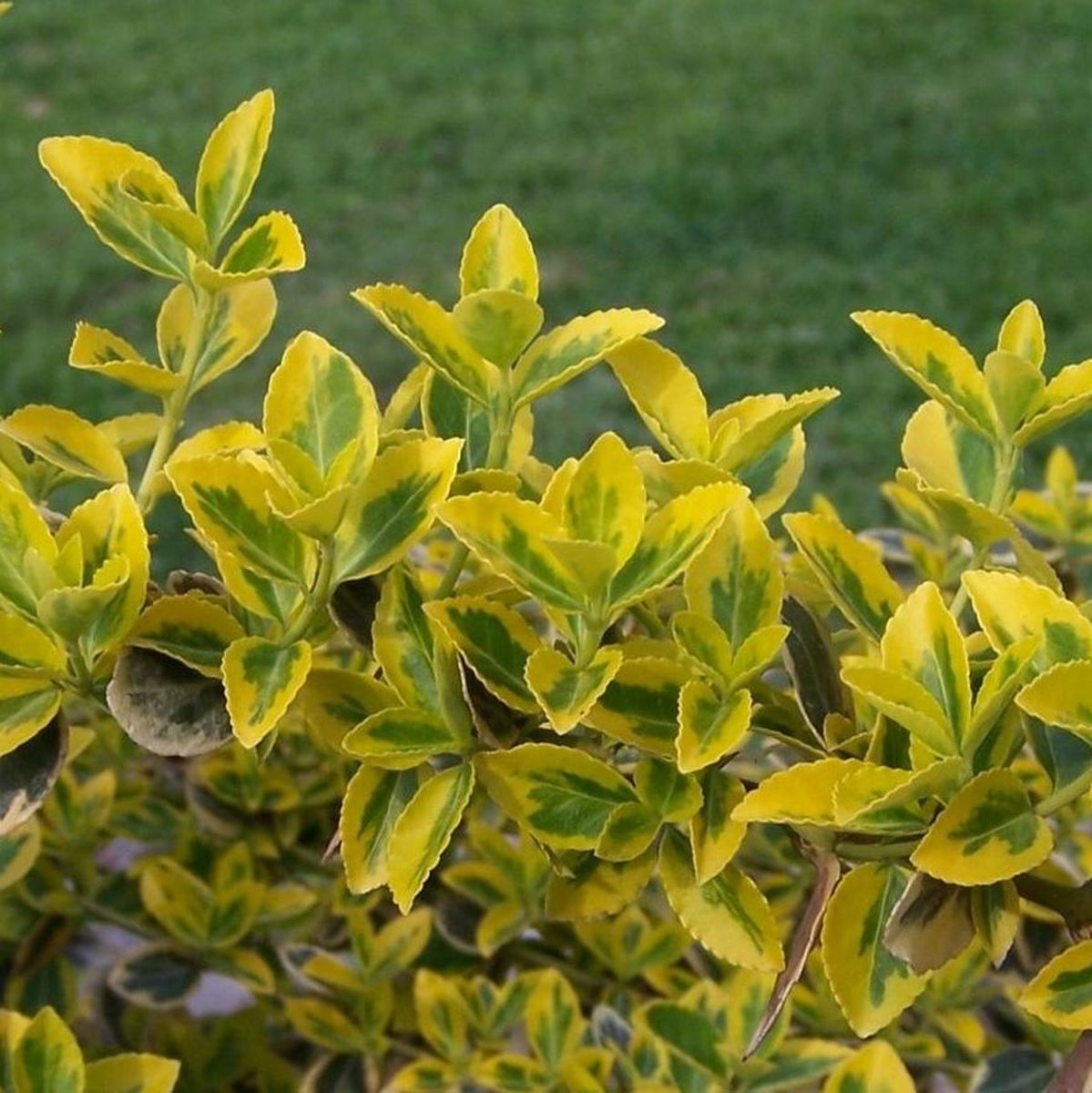 EUONYMUS EMERALDN GOLD W