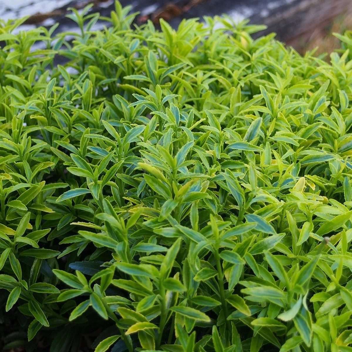 EUONYMUS MICRO AUREOVARIEGATUS W