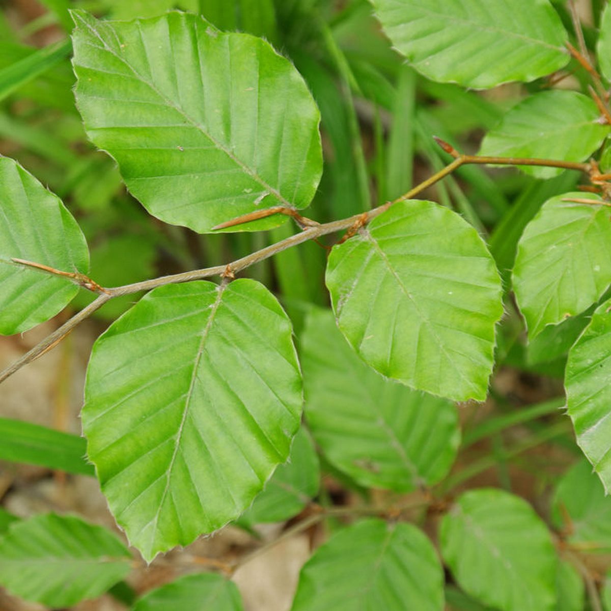 FAGUS SYLVATICA 2 W