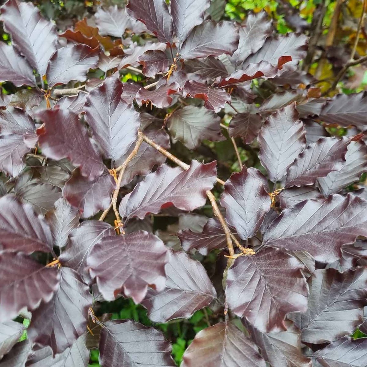 FAGUS PURPUREA W