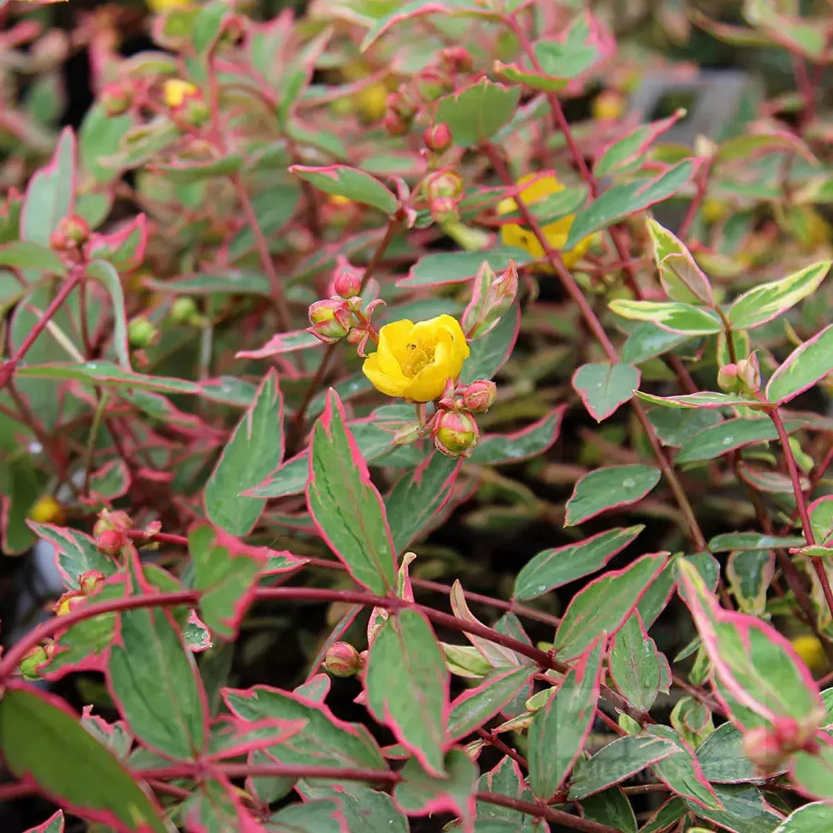HYPERICUM TRICOLOR W