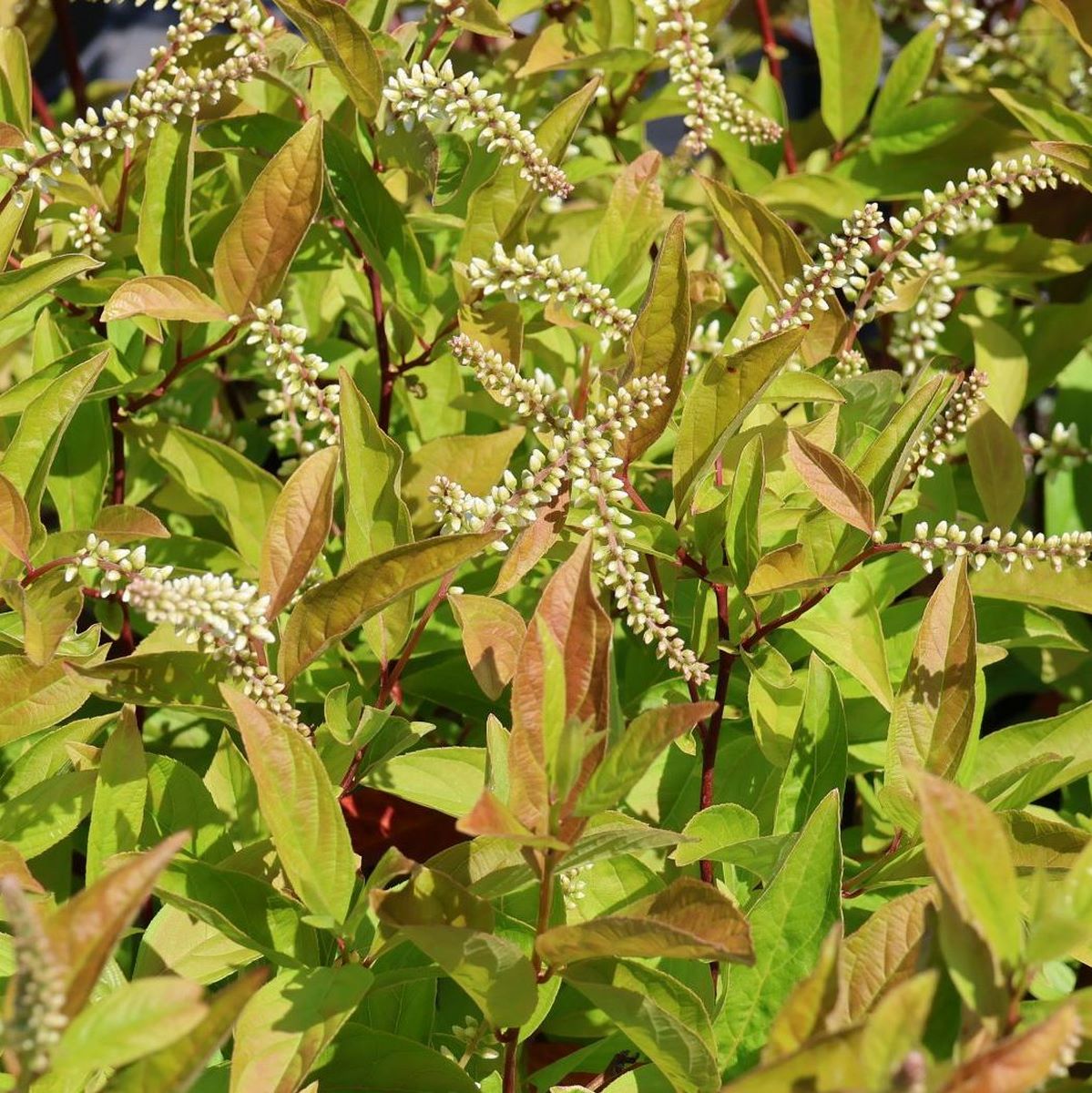 ITEA HENRYS GARNET W