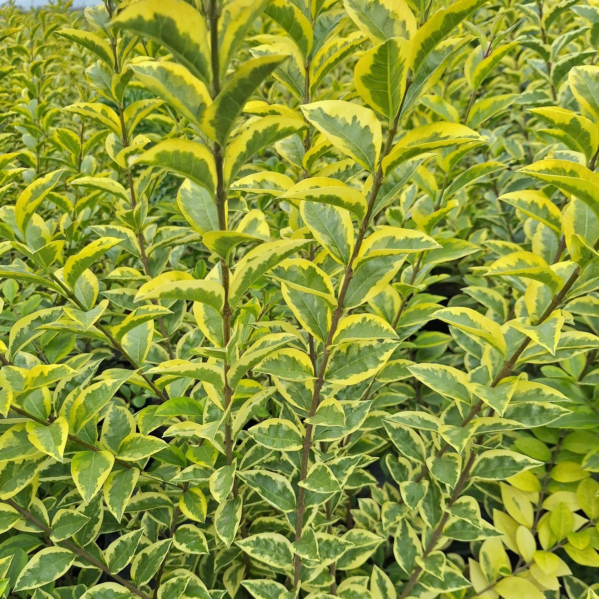 LIGUSTRUM OVALIFOLIUM AUREUM (2)