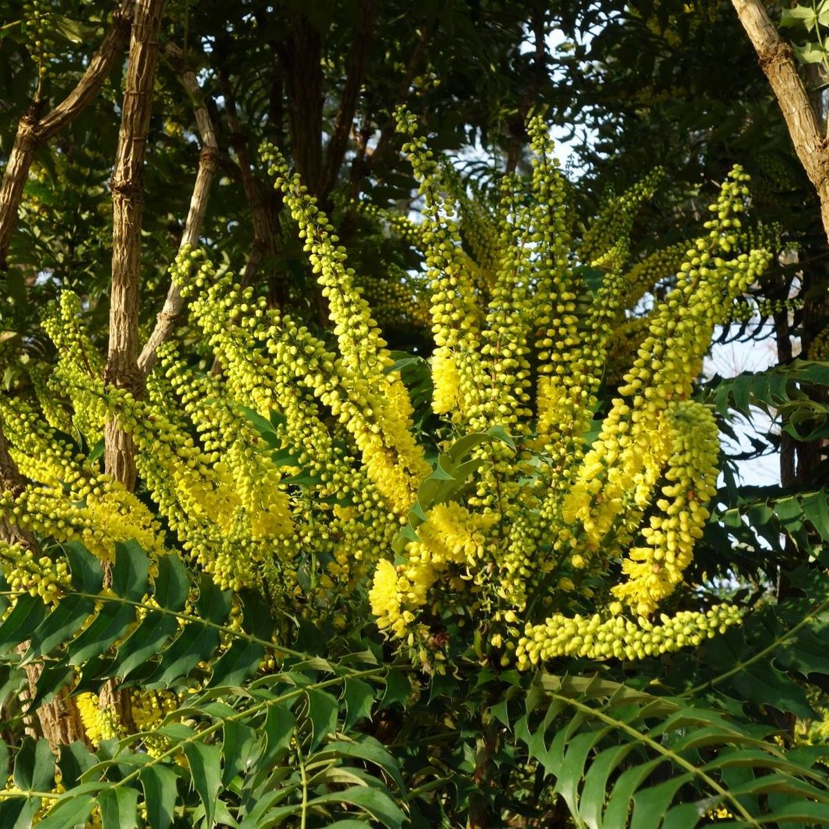 MAHONIA CHARITY W