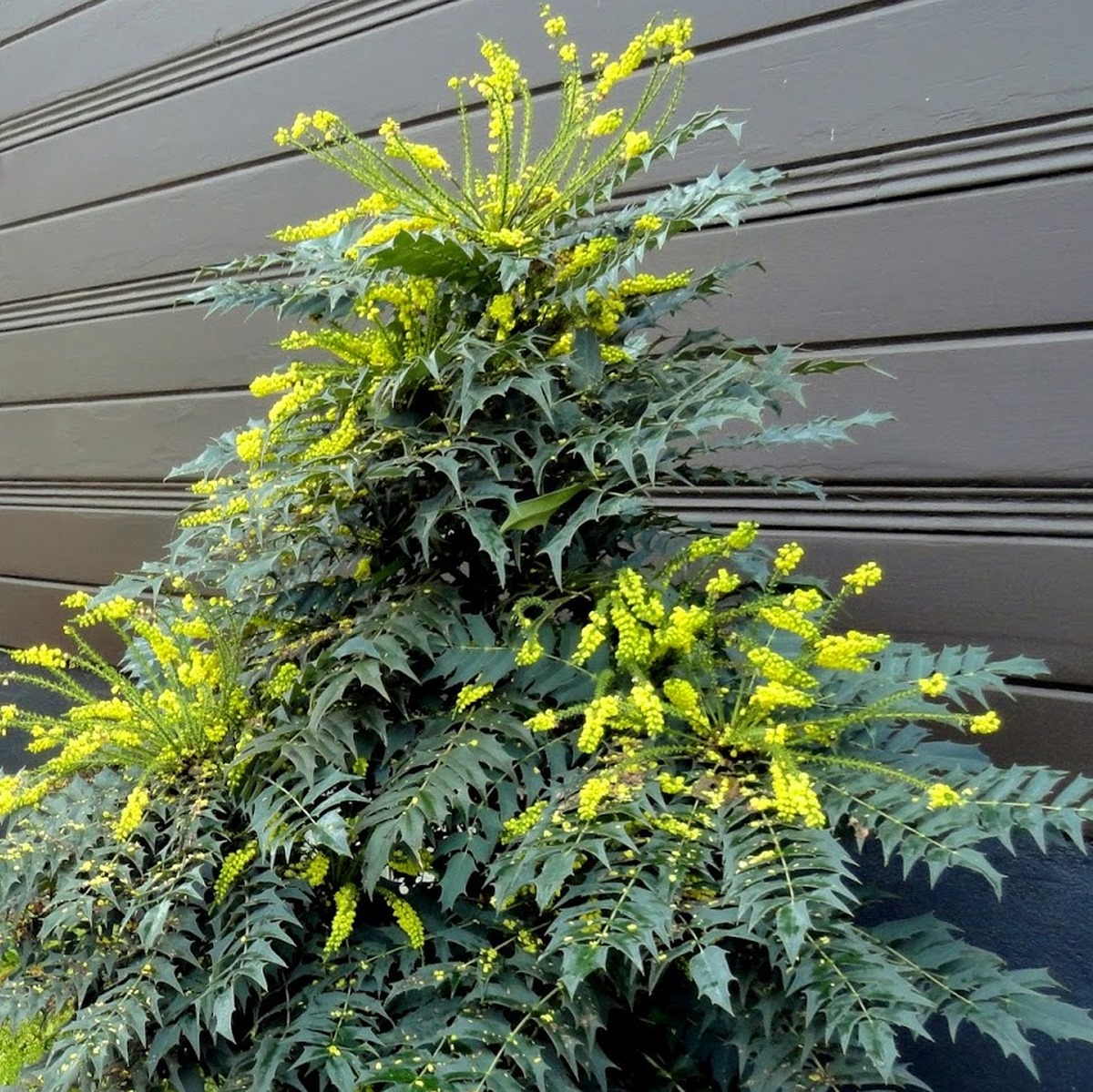 Mahonia Charity - Arbres et Arbustes/Arbustes à Fleurs - shop-ramette.fr