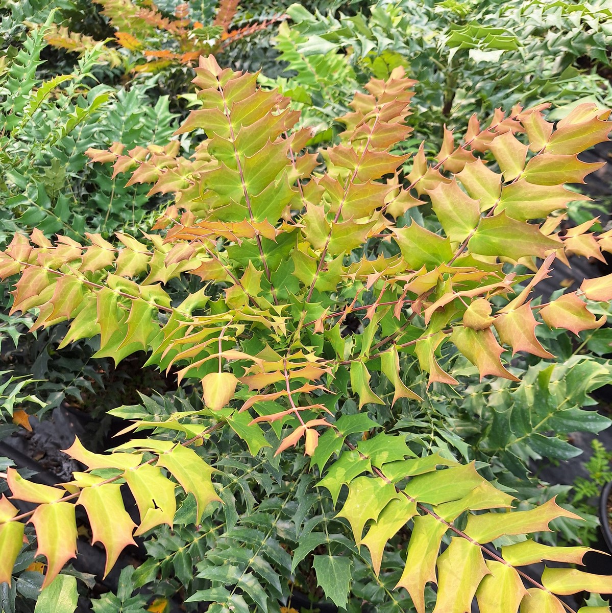 Mahonia Charity - Arbres et Arbustes/Arbustes à Fleurs - shop-ramette.fr