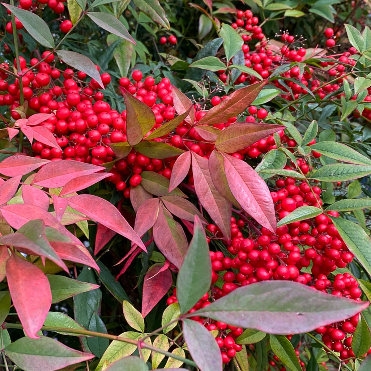 nandina-domestica-bambou-sacr-arbres-et-arbustes-arbustes