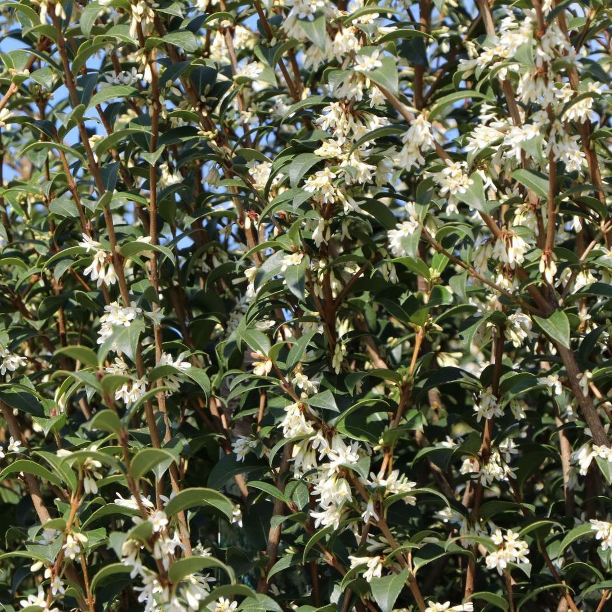 OSMANTHUS BURKWOODII W