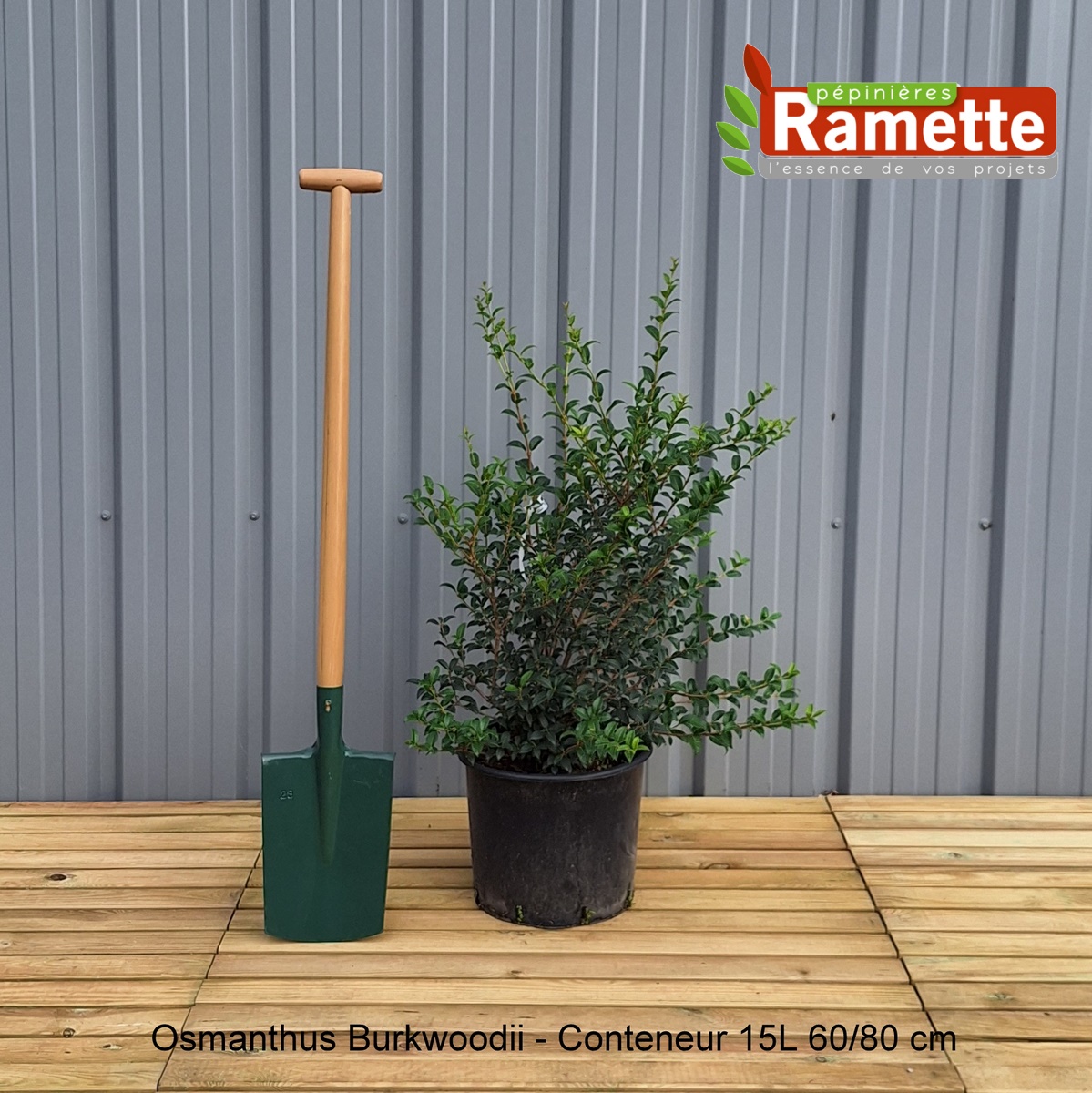 Osmanthe De Burkwood - Osmanthus Burkwoodii En Pot De 40cm - Arbuste Persistant Parfumé Pour Haies