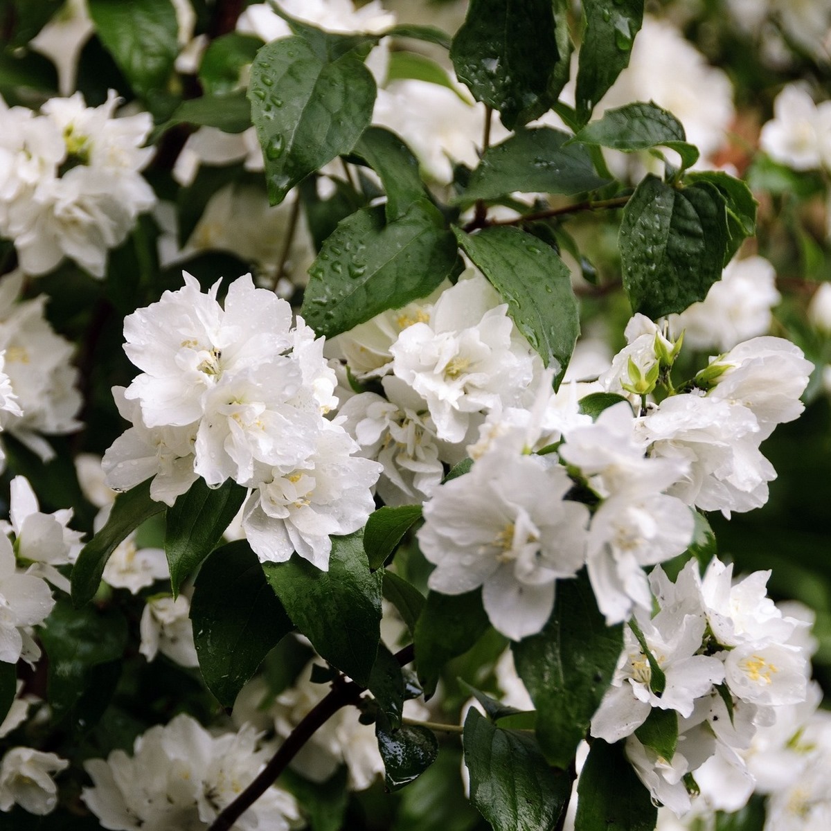 PHILADELPHUS VIRGINAL W