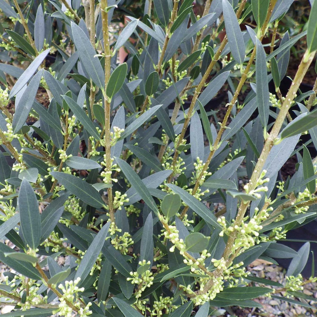 PHILLYREA ANGUSTIFOLIA 2 W