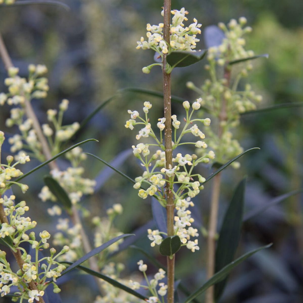 PHILLYREA ANGUSTIFOLIA W
