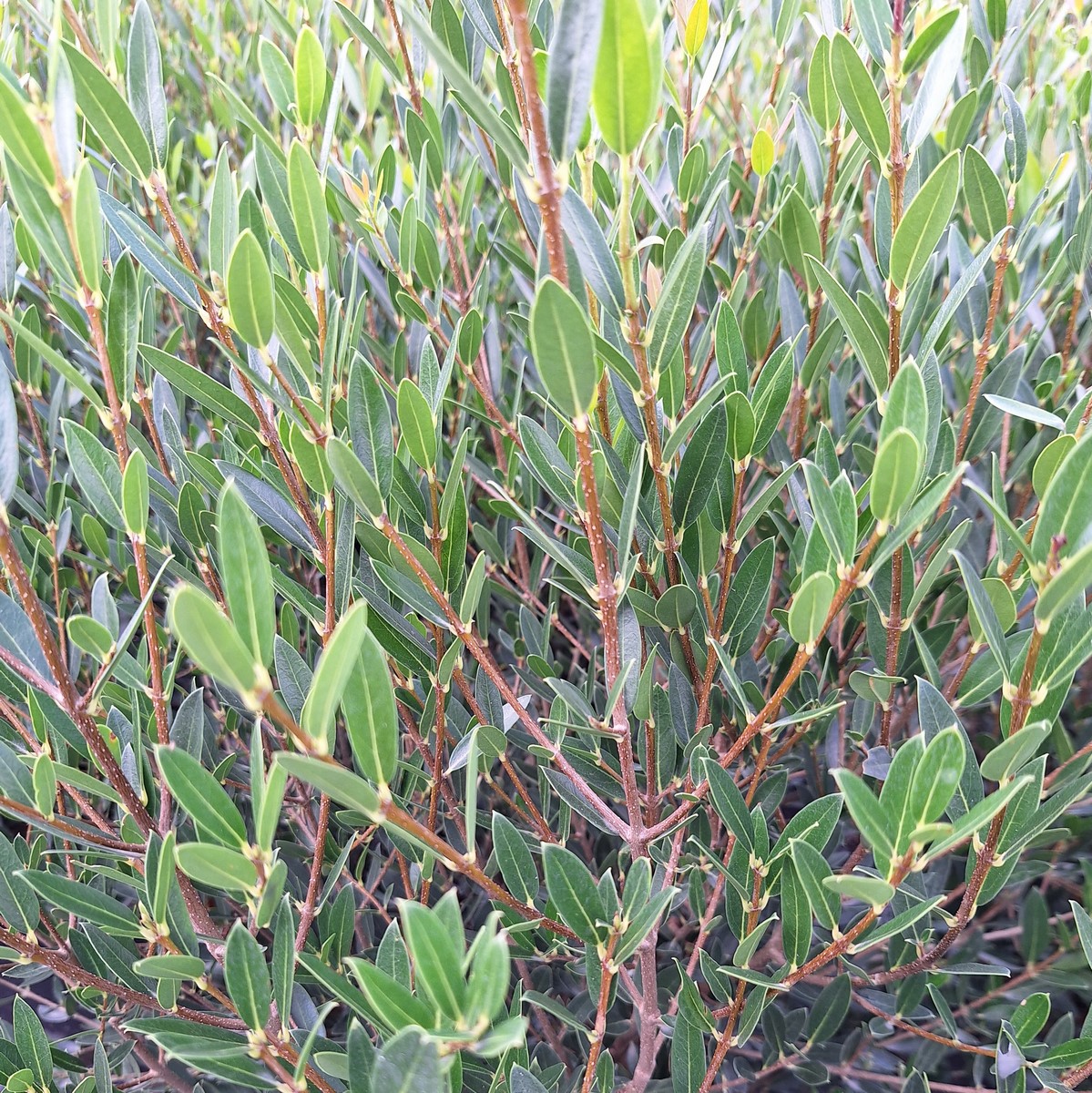 PHILLYREA ANGUSTIFOLIA (4)