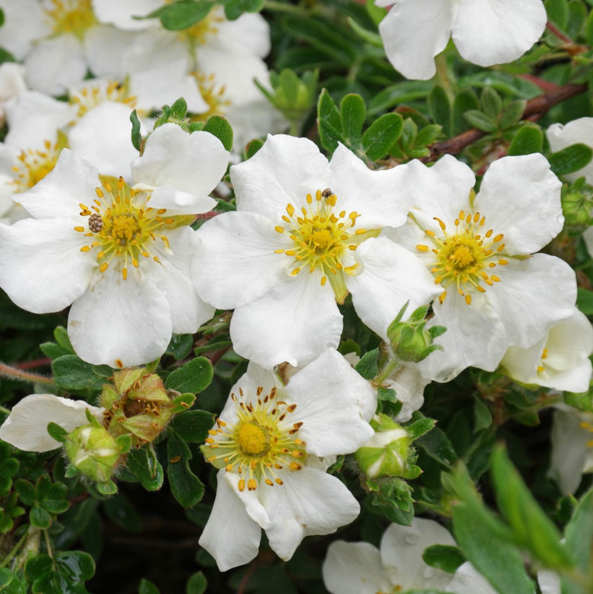 POTENTILLA ABBOTSWOOD W