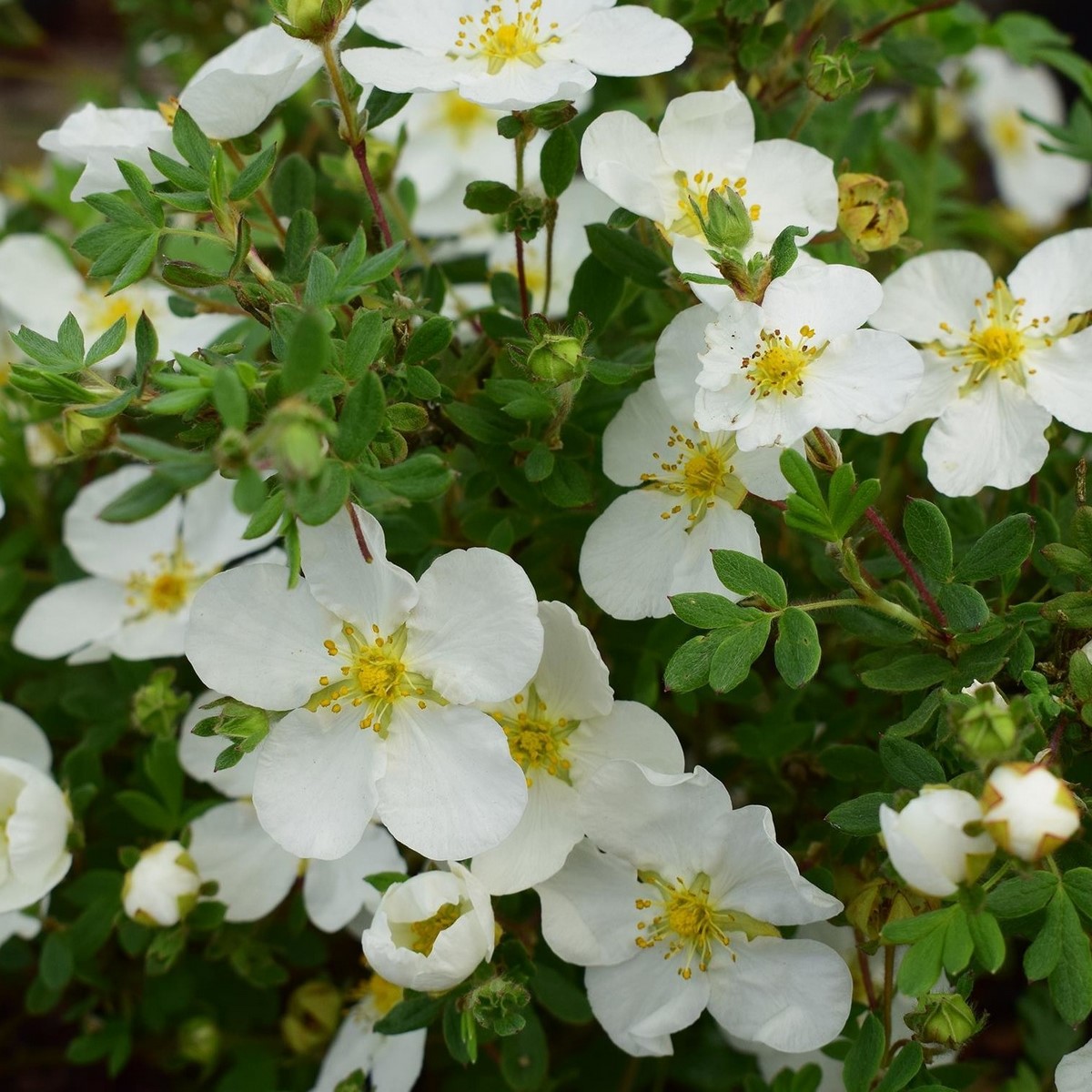POTENTILLA ABBOTSWOOD 2 W