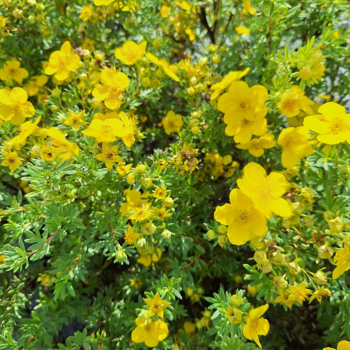 POTENTILLA GOLDFINGER