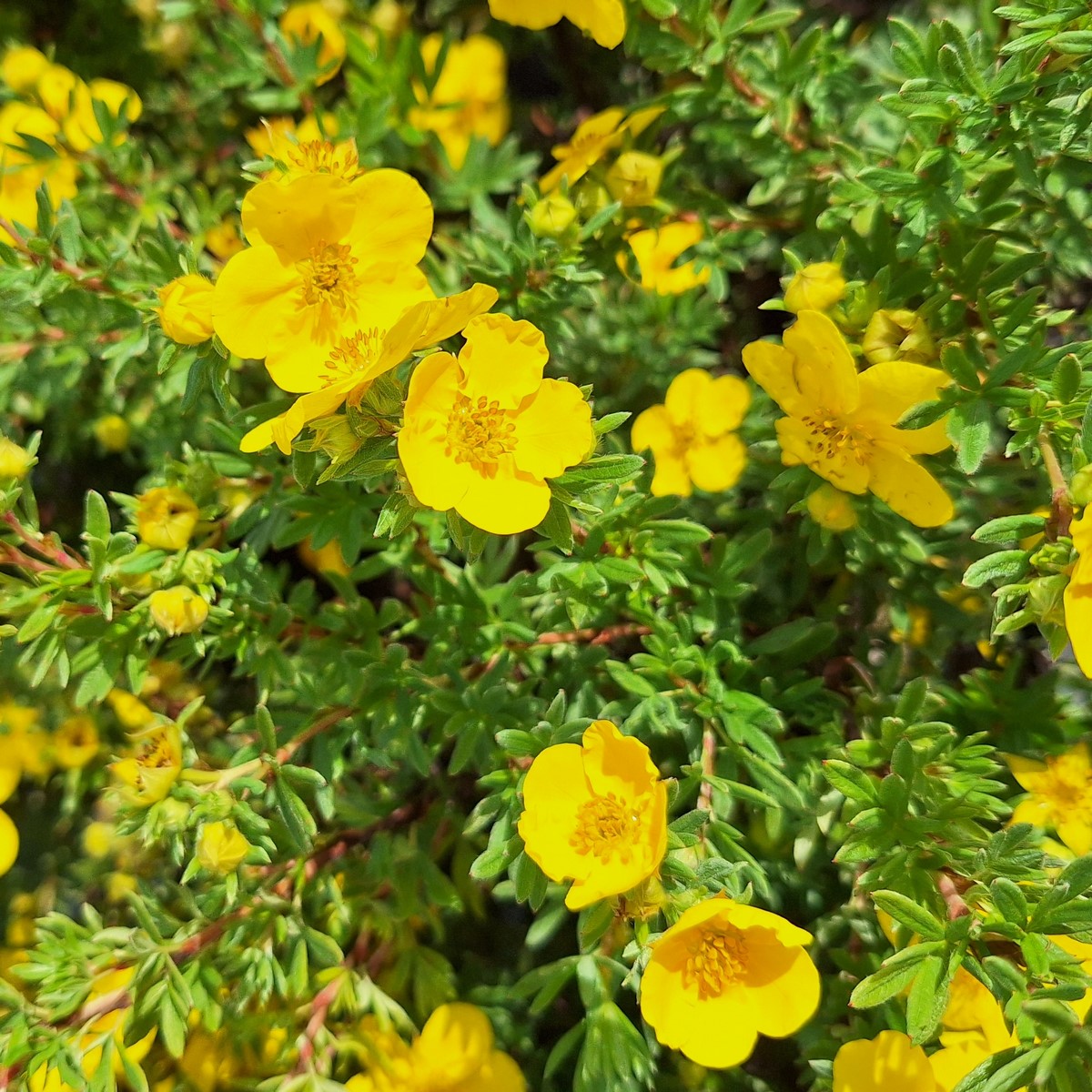 POTENTILLA GOLDFINGER (2)