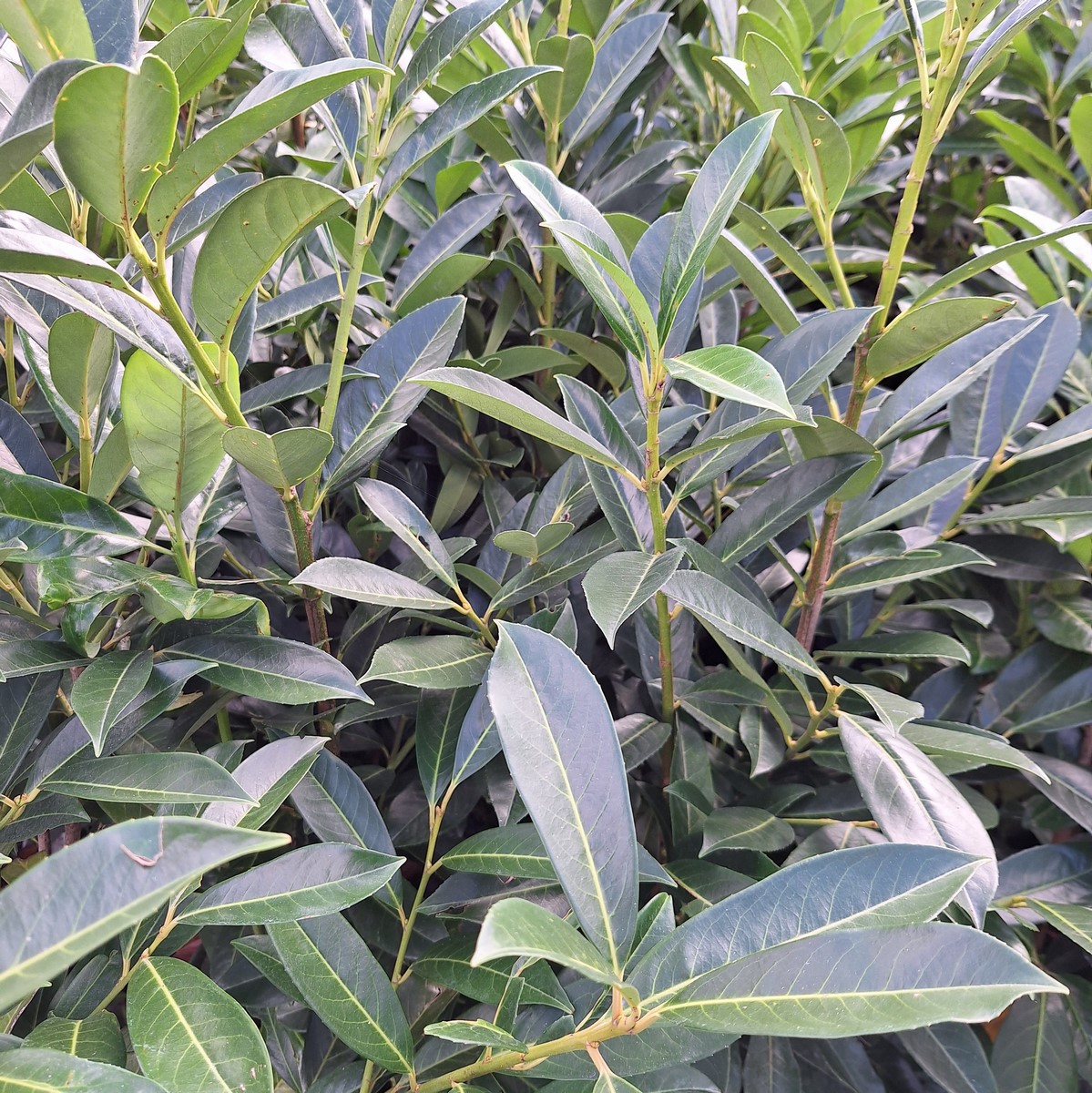 PRUNUS CAUCASICA (3)