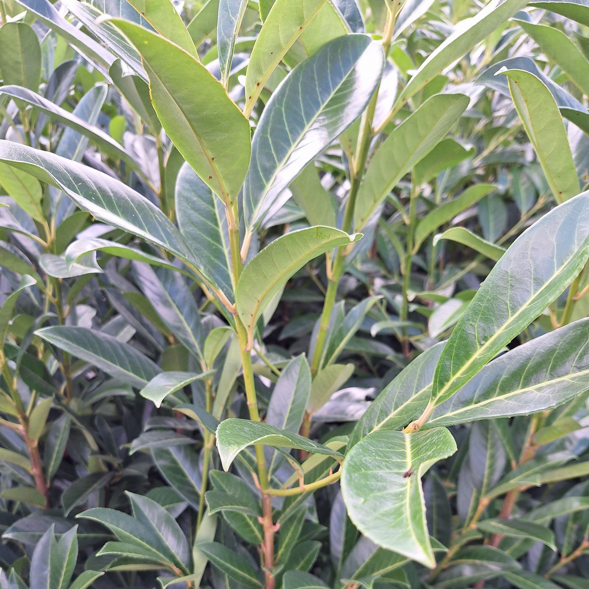 PRUNUS CAUCASICA