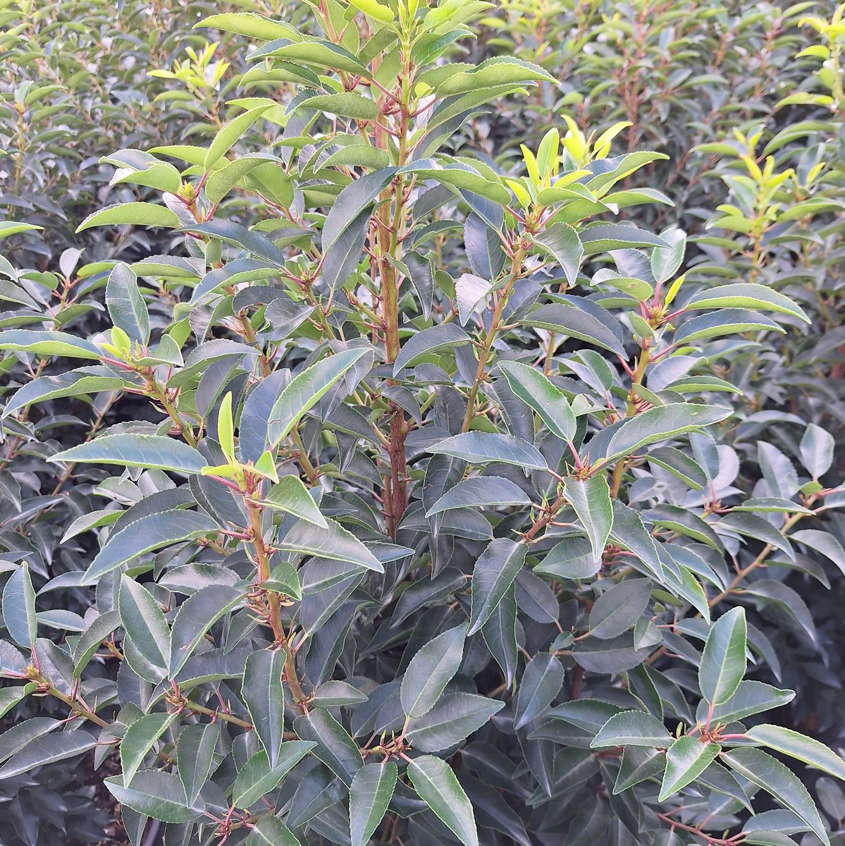 PRUNUS LUSITANICA (2)