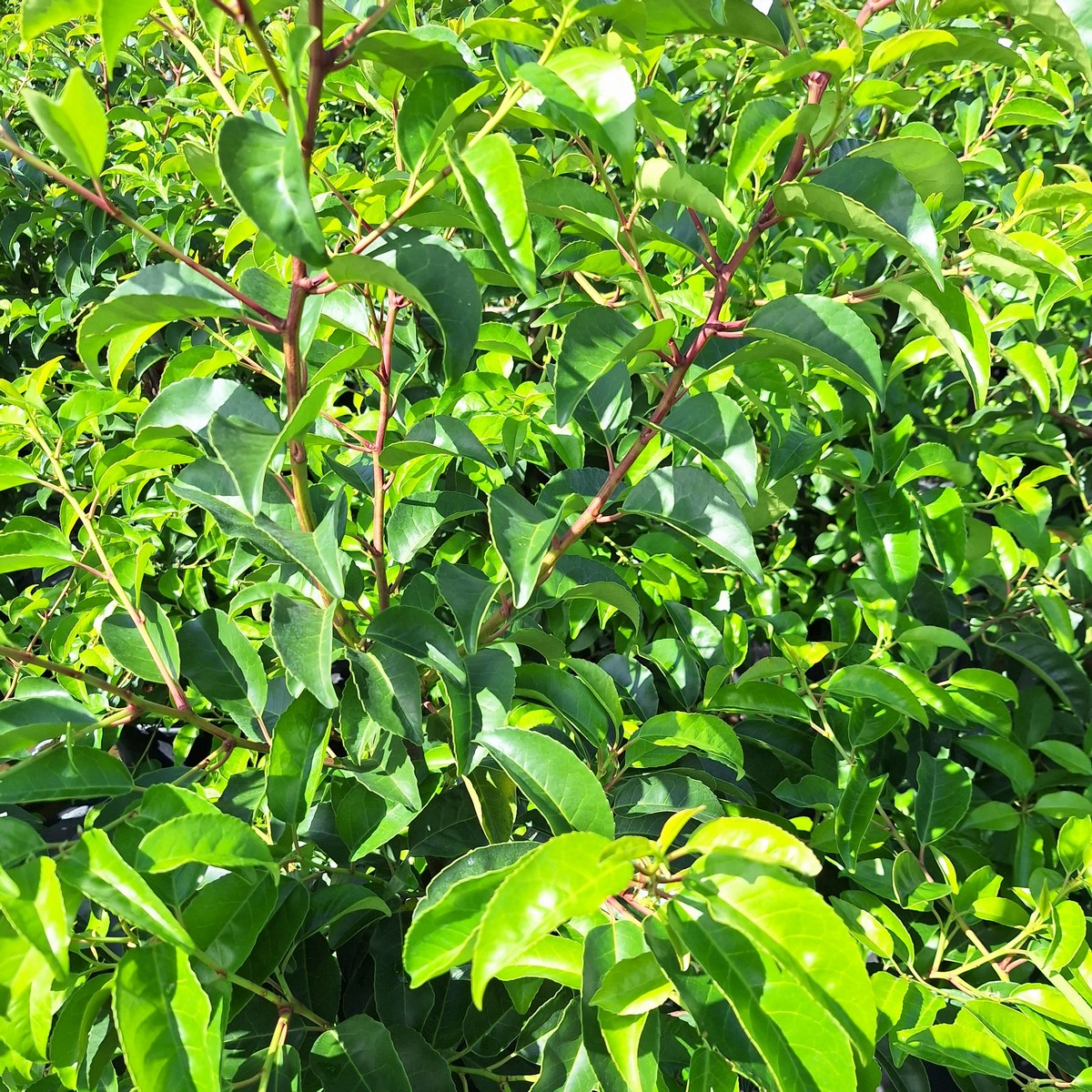 PRUNUS LUSITANICA TICO