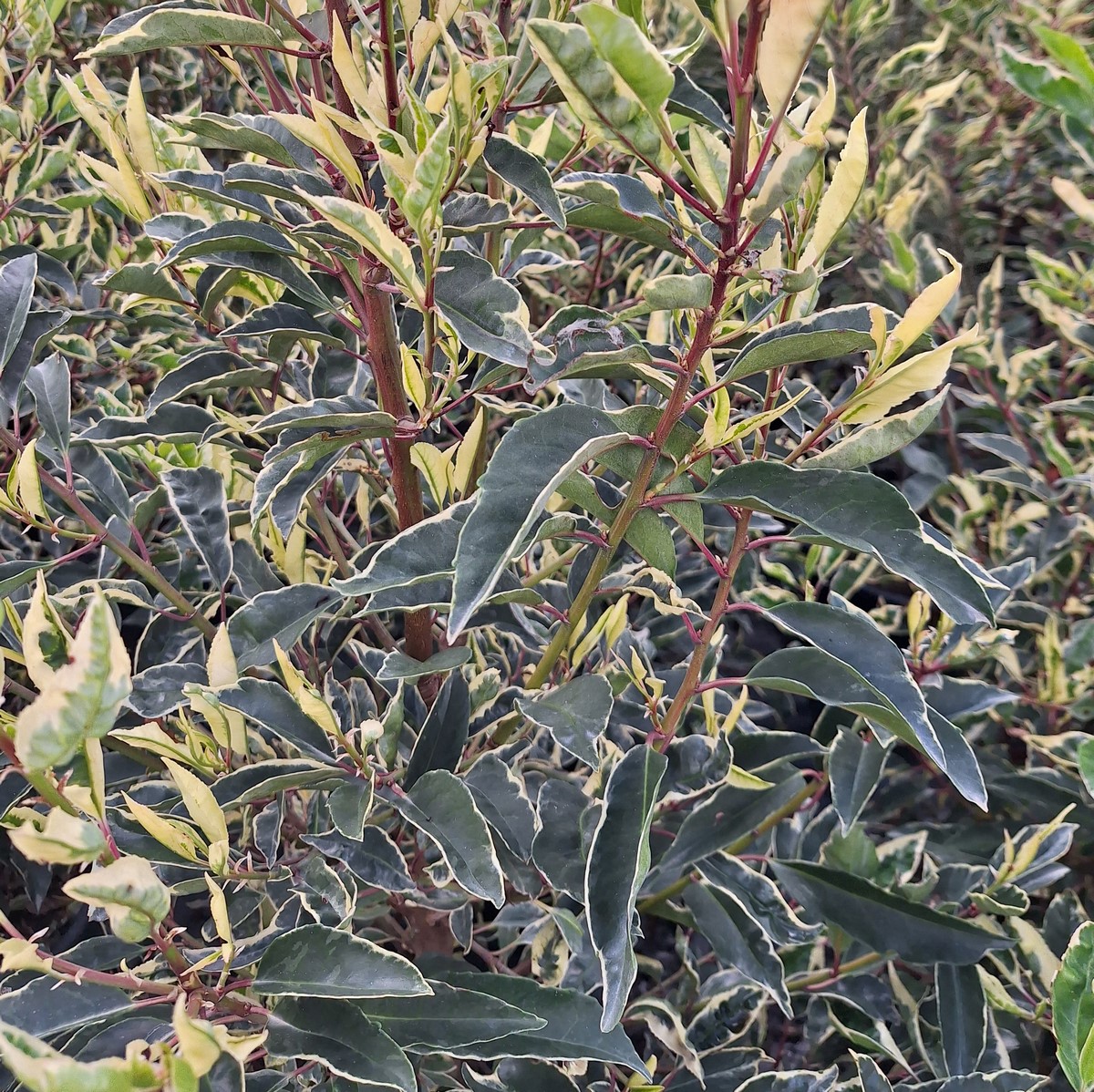 PRUNUS LUSITANICA VARIEGATA (2)