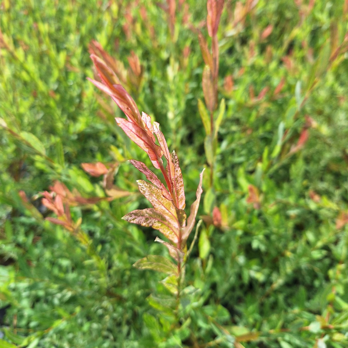 SALIX HAKURO NISHIKI (4)