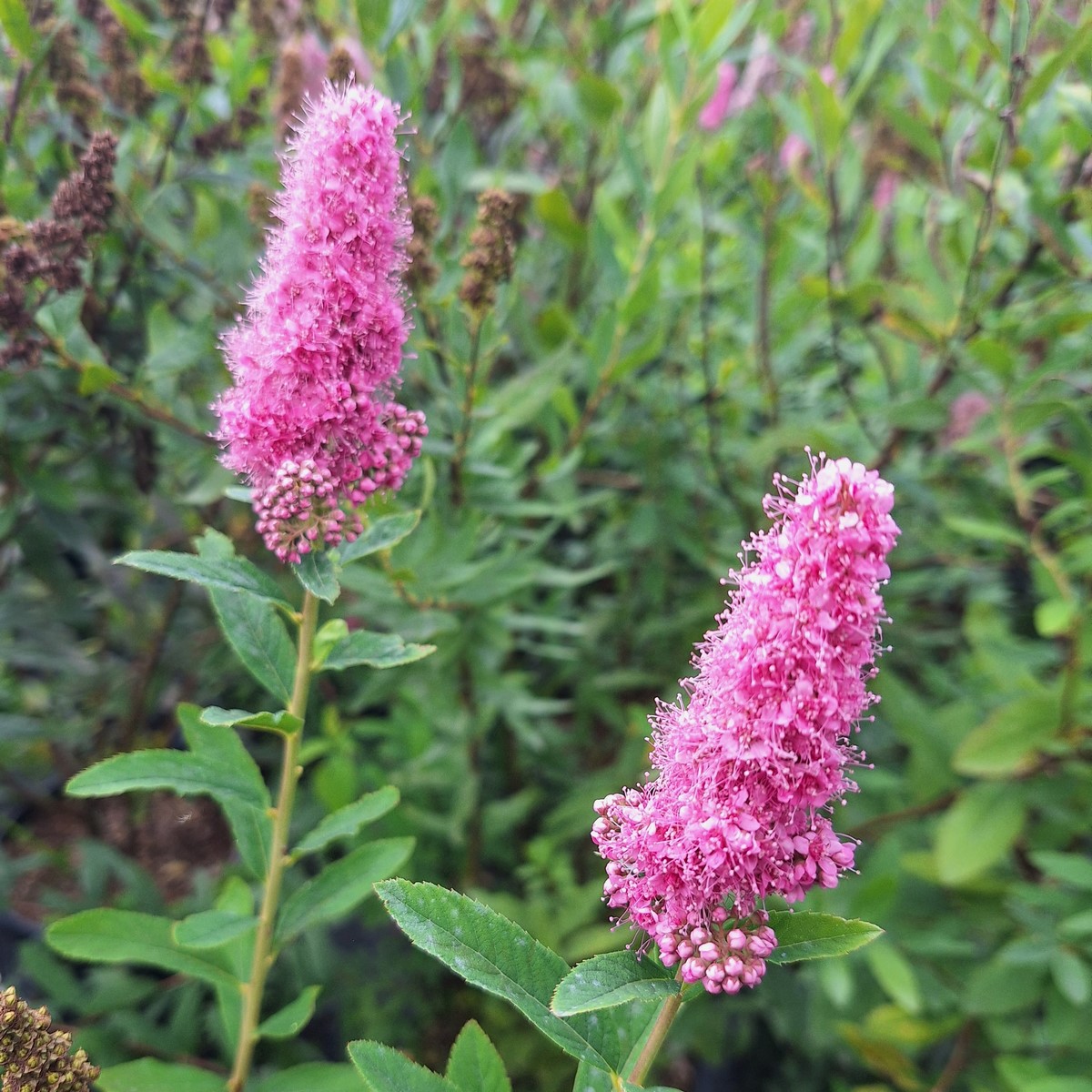 SPIRAEA BILLARDII