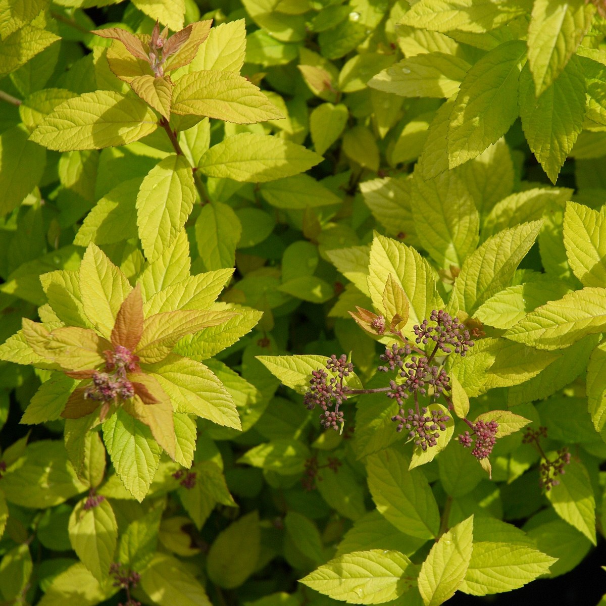 SPIRAEA GOLDEN PRINCESS W