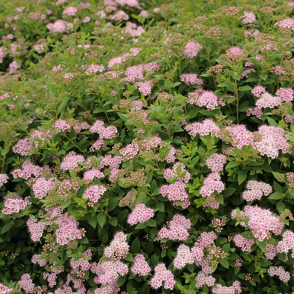 SPIRAEA LITTLE PRINCESS W