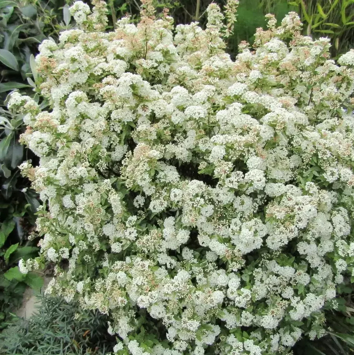 SPIRAEA PINK ICE 3 W